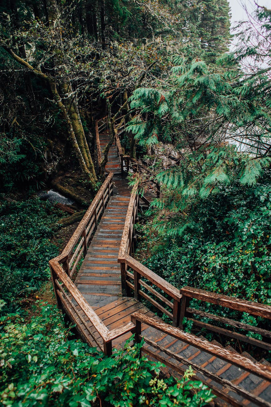 view of a pathway in a forest